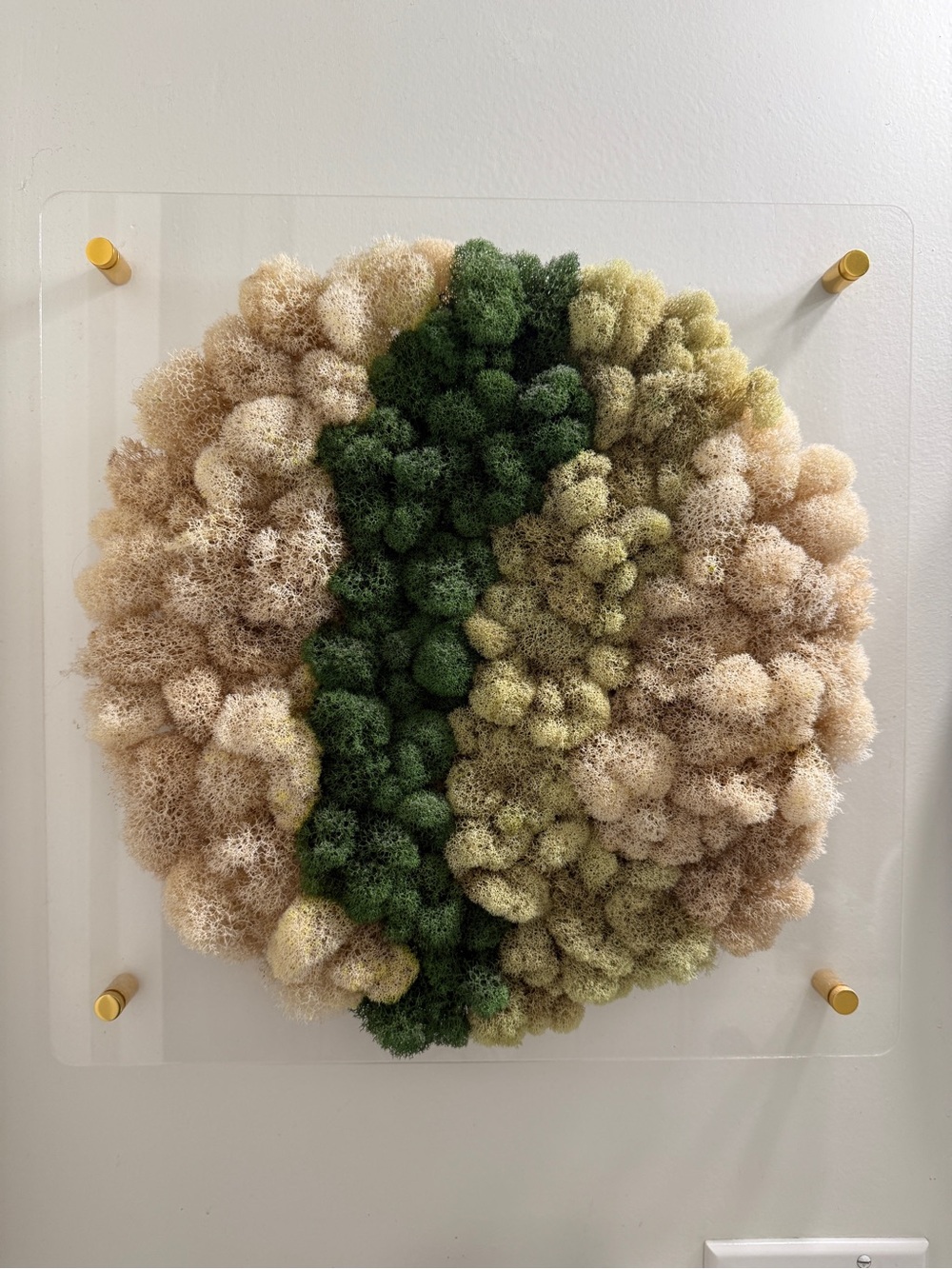 Round Preserved Moss Wall Art - Green & Cream